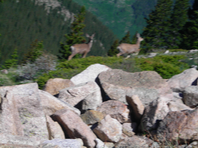 Local wildlife
